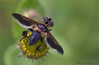 Trichopoda Pennipes Trichopoda Pennipes