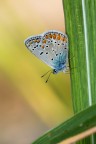 Polyommatus icarus Polyommatus icarus