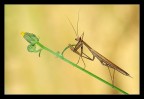 Mantis Mantis