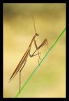 Mantis Mantis