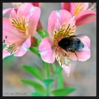 Impollinazione Impollinazione