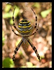 Argiope - Monte Folgorito