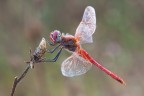 Sympetrum fonscolombii (maschio)