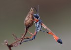 Ammophilia procera Ammophilia procera