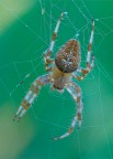 Araneus diadematus