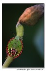 Nezara Viridula (quasi adulta) Nezara Viridula (quasi adulta)