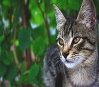Il gatto della nonna Il gatto della nonna