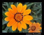 Nel segno del Giallo Nel segno del Giallo