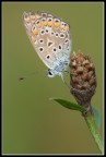 Frafallina Frafallina