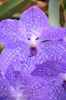 Faccia di Orchidea