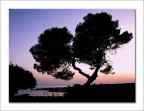 Il pino (marittimo) Il pino (marittimo)