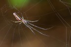 Tetragnatha