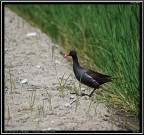Gallinella d'Acqua # 1