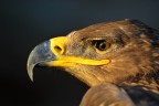 Eagle II Eagle II