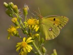 Colias Colias
