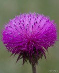 fiore con polline fiore con polline