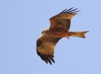 In volo In volo