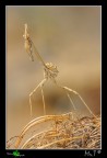 Empusidae....la prima di quest'anno! Empusidae....la prima di quest'anno!