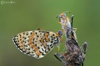 Melitaea didyma in coppia