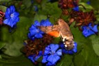 Macroglossa