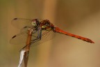 Sympetrum striolatum