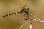 Onychogomphus uncatus