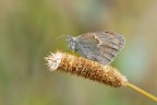 Coenonympha-pamphilus 2
