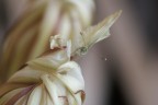 Farfallina Farfallina