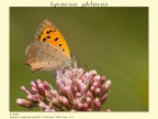 lycaena phlaeas