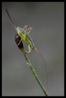 Un insetto tanto bello quanto strano, in un umida e fredda mattina in montagna.
180mm 1/13sec f/13 sollevamento preventivo specchio cavo di scatto
[url=http://www.macroforum.org/mie/verde2500.jpg]versione HIGH RES[/url]