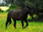 furia cavallo del west? furia cavallo del west?