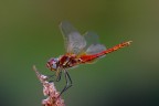 libellula libellula