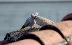 Quando l'amore non ha limiti Quando l'amore non ha limiti