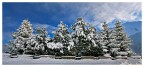 Alberi innevati Alberi innevati