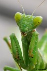 Ameles spallanziana