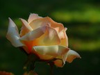 Rosa non rosa