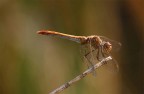 ...Piccola Libellula...!!! ...Piccola Libellula...!!!