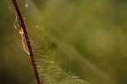 sulla ragnatela sulla ragnatela