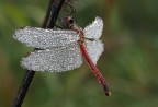 Libellula Rossa  Swarovski