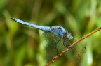libellula azzurra2 libellula azzurra2