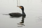 cormorano cormorano