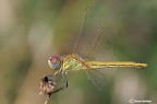 Sympetrum fonscolombi Sympetrum fonscolombi
