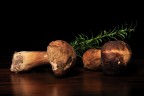 Funghi Funghi