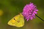 Colias crocea Colias crocea