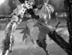 prove d'autunno in giardino prove d'autunno in giardino