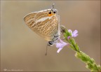Lampides boeticus Lampides boeticus