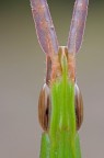 Acrida Ungarica Acrida Ungarica