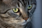 ancora il gatto... ancora il gatto...