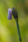 Metcalfa pruinosa Metcalfa pruinosa