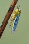 cicadella's stretching cicadella's stretching